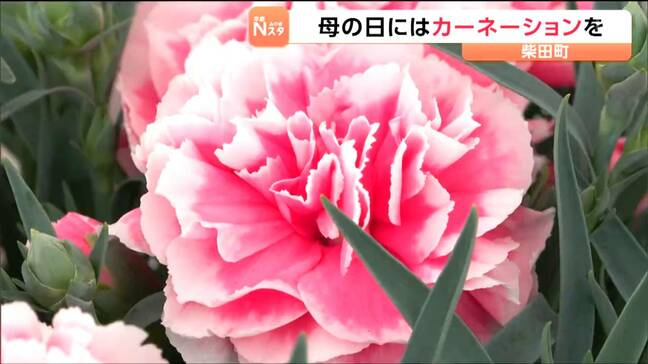 宮城・柴田町で「カーネーション」のゆうパック発送式　5月10日の"母の日"用のプレゼントとして|TBS NEWS DIG