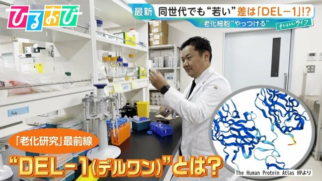 「同じ年齢でも“若々しい”」差は『DEL-1』にあり!?40代で激減…増やすには?老化研究の最前線を研究者に聞く【ひるおび】|TBS NEWS DIG