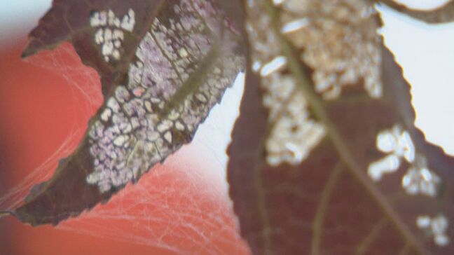 「枯れてる。葉がスカスカ」外来種の幼虫で紅葉に被害 九州大学のキャンパスでも確認 福岡|TBS NEWS DIG