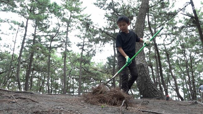 世界遺産「三保松原」の松を守れ!就労支援のNPO法人らが清掃活動=静岡市|TBS NEWS DIG