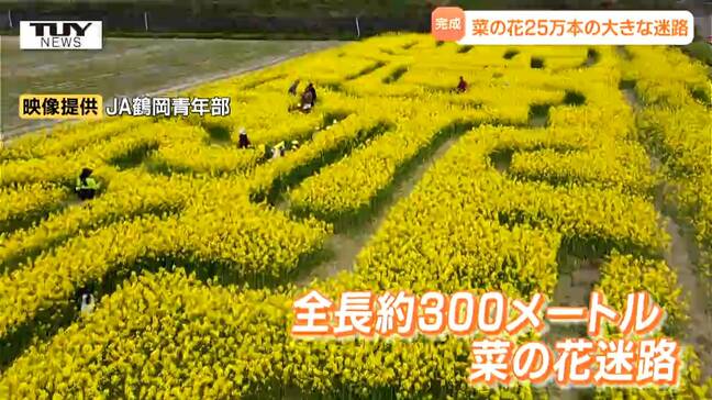 ゴールデンウィークお手軽スポット! 菜の花畑に迷路が完成!難易度は過去最高も園児たちは笑顔でどんどん進む!(山形・鶴岡市)|TBS NEWS DIG