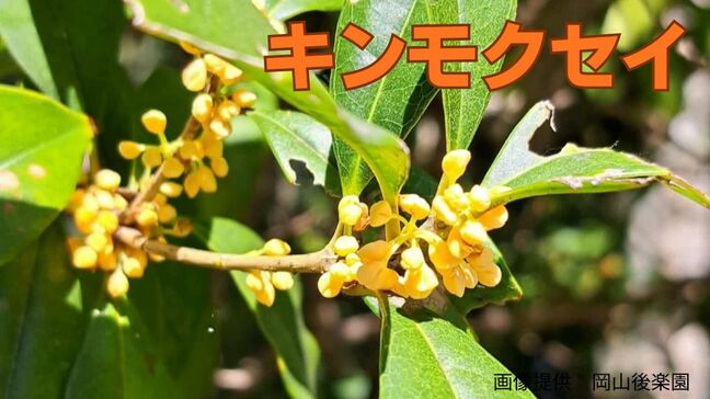 キンモクセイが「二度咲き」記録的な猛暑で季節を読み間違えた?「植物が気候変動というストレスにどう適応するか」|TBS NEWS DIG