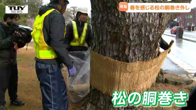 松の木につく害虫を誘い込み駆除! "啓蟄"に 春を感じる「松の胴巻き外し」(山形)|TBS NEWS DIG