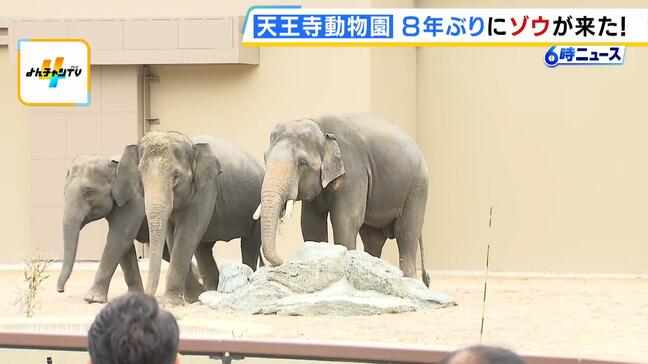「この日を待ちわびていた」　大阪・天王寺動物園に８年ぶりにゾウがやって来た！ 約４５億円を投じて飼育環境を整備「自分の目でゾウを感じていただきたい」|TBS NEWS DIG
