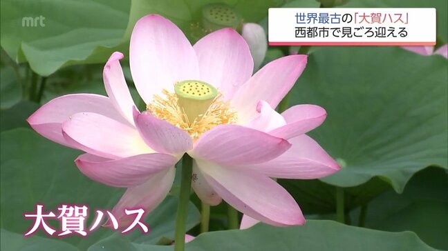 "世界最古"のハス「大賀ハス」の花　西都市で見ごろに|TBS NEWS DIG