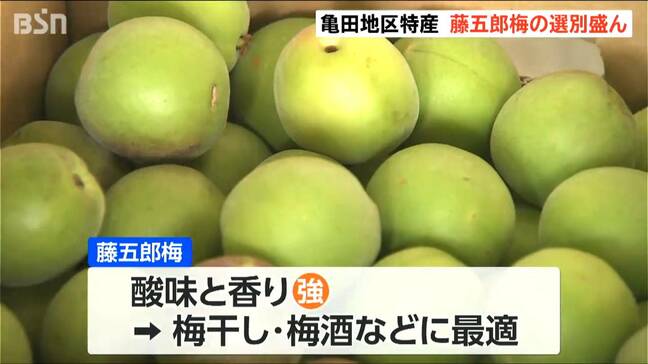 大粒で肉厚 梅干し・梅酒づくりに最適です! 『藤五郎梅』の選果スタート 新潟市江南区|TBS NEWS DIG