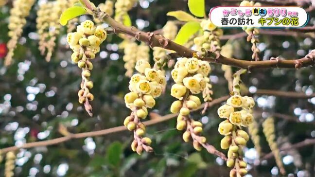 甑島に春の訪れ　キブシの花が見ごろ　鹿児島【かごしま南北600キロ】　|TBS NEWS DIG