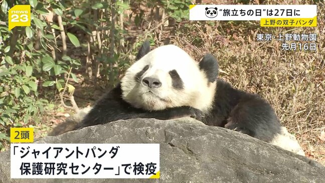 上野動物園の双子パンダが今月27日に中国へ 「シャオシャオ」と「レイレイ」 四川省の「保護研究センター」で検疫後は未定|TBS NEWS DIG