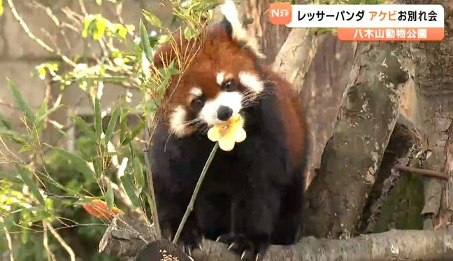 「おいしくない葉っぱは食べない」"グルメなレッサーパンダ"のアケビお別れ会 繁殖のため福井へ移動「福井まで会いに行く」ファンも 仙台市八木山動物公園|TBS NEWS DIG