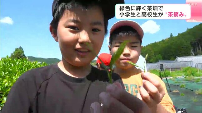 「ちぎったとき気持ちいい」　小学生と高校生が“茶摘み体験”|TBS NEWS DIG