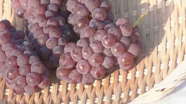 種のないブドウ「デラウェア」の収穫が最盛期 酸味と甘さのバランスが魅力 愛知・安城市|TBS NEWS DIG
