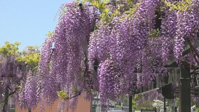 「藤の寺」慈恩寺で樹齢200年以上の藤が満開に　山梨・甲府　|　山梨のニュース | ＵＴＹテレビ山梨
