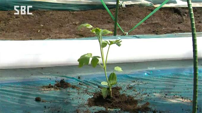 スイカの産地の信州・松本市で露地ものスイカ定植作業…ピークは4月中旬から下旬…初出荷は7月初旬予定　|　SBC NEWS | 長野のニュース | SBC信越放送