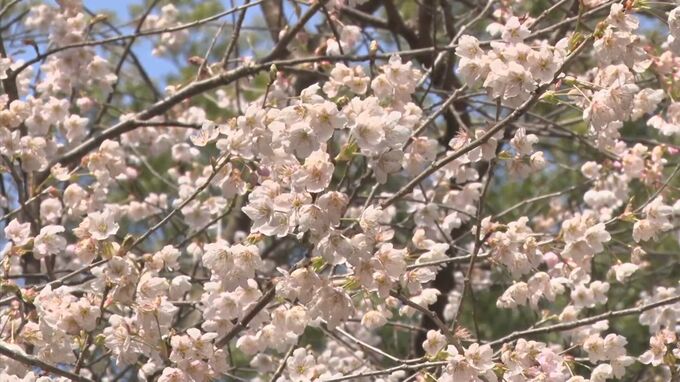 「城跡の門の桜」早くも満開　島根県浜田市　|　BSSニュース | BSS山陰放送