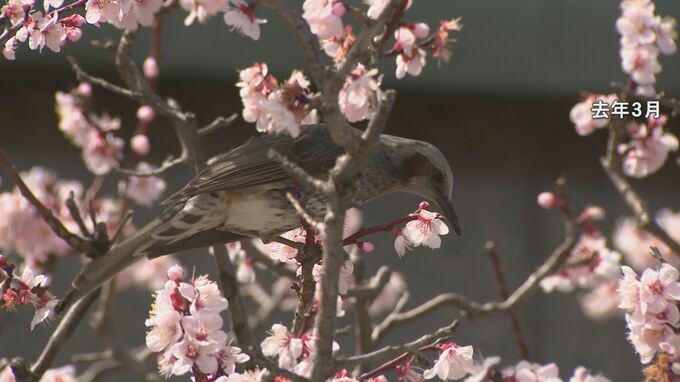 春の訪れが早くなる見込み？北陸地方3か月予報 発表　|　石川県のニュース｜MRO北陸放送