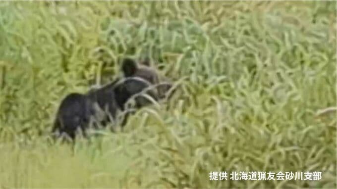【ヒグマSOS】3日間で4件の目撃…親離れしたばかりのオス徘徊か　北海道砂川市　岩見沢市ではひな20羽の被害も|TBS NEWS DIG