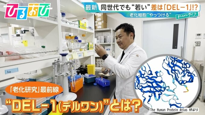 「同じ年齢でも“若々しい”」差は『DEL-1』にあり！？40代で激減…増やすには？老化研究の最前線を研究者に聞く【ひるおび】|TBS NEWS DIG