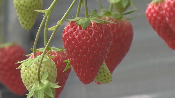 「例年よりいい感じ」観光農園でイチゴ狩り始まる　|　BSSニュース | BSS山陰放送