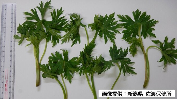 トリカブトを“おひたし”で…誤って食べた男性が吐き気やふらつき 今年初の“毒草”による食中毒 新潟県佐渡市|TBS NEWS DIG