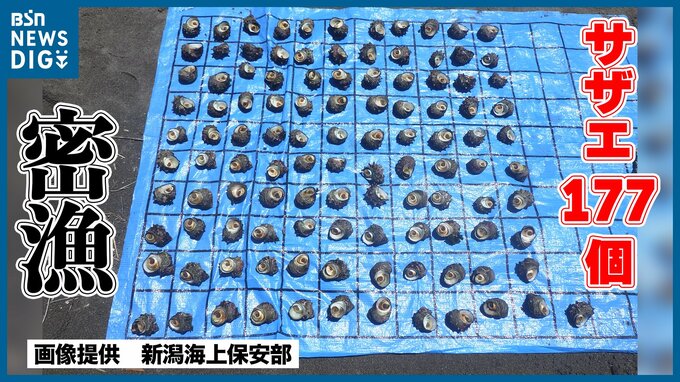 『サザエ177個密漁』など83件を検挙　新潟海上保安部 夏の『密漁集中取締り』|TBS NEWS DIG