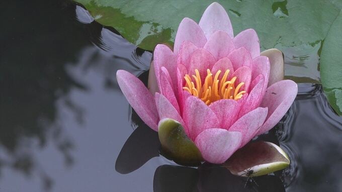 「花を眺めて心安らかに楽しんで」　寺でスイレンが見ごろ　檀家から譲り受けた1株が広がり30輪が花開く　|　山梨のニュース | ＵＴＹテレビ山梨