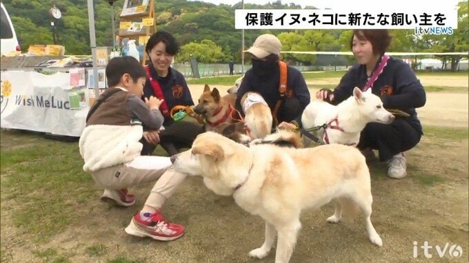 「さみしくて会いに来た」―大切な出会いを求めて 保護イヌ・ネコの譲渡会 愛媛・松山市|TBS NEWS DIG