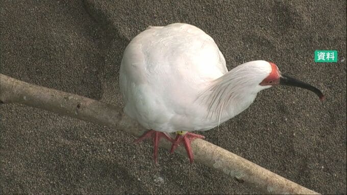 5月の能登での放鳥に向け 3月3日から佐渡にいるトキを「野生の環境に慣らす訓練」 |TBS NEWS DIG