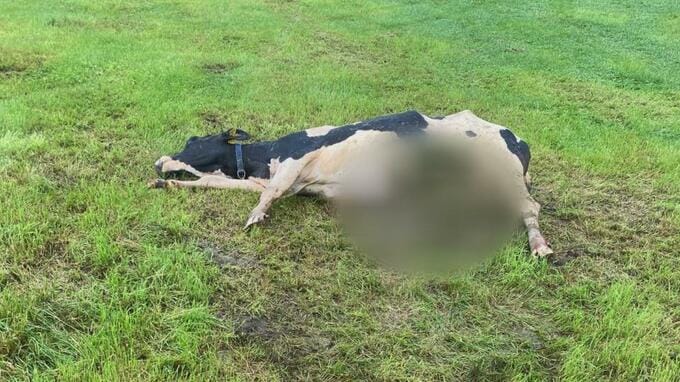 またもや乳牛が犠牲に…大型のクマ「ＯＳＯ(オソ)18」が穴を掘り電気牧柵をくぐって放牧地に侵入か　標茶町　　|　北海道のニュース｜HBC北海道放送