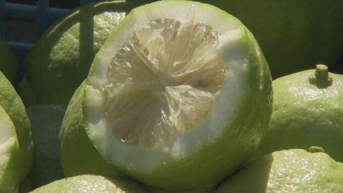 島の特産品を目指し20本から始まった木が今は170本　酸味があり強い香りが特徴の「青いレモン」収穫　山口県下松市笠戸島　|　山口のニュース・天気・防災｜tys NEWS｜ｔｙｓテレビ山口