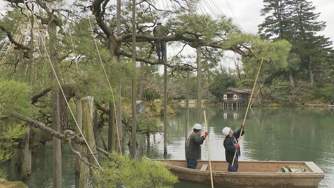 冬から春へ、装い新たに　金沢・兼六園「唐崎松」の雪吊りが外され、桜待つ季節へ|TBS NEWS DIG