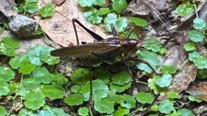 【黒いバッタ】気が荒く共食いをすることも増えるのに仲間同士が集まりやすい「群生相」？【なぜ黒い】|TBS NEWS DIG