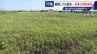 すぐに復活 駆除は極めて困難 “地球最悪”の侵略植物 田植えはしたけれど…｢黄色い花｣と｢白い花｣の群生に注意を！　|　名古屋・愛知・岐阜・三重のニュース【CBC news】 | CBC web