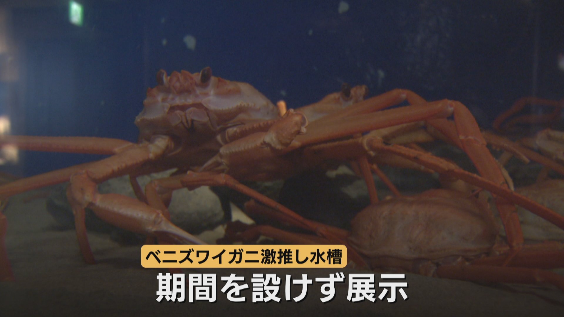 期間限定お値下げ！激レア！早い者勝ち！　富山のさかな　魚津水族館 食べたくなった」富山湾のベニズワイガニ22匹が所狭し！魚津水族館に