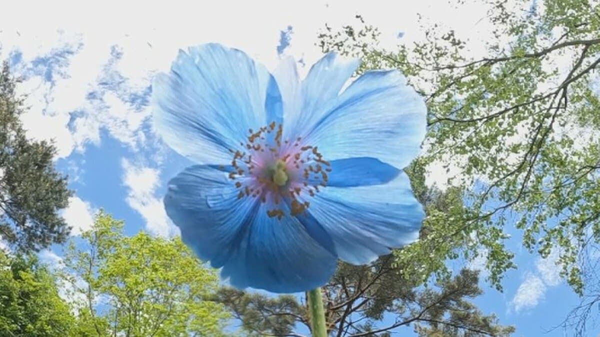 清時代青花 楽天市場】中国古玩 / 唐物○青花人物文皿○ | 清朝時代頃-19世紀頃