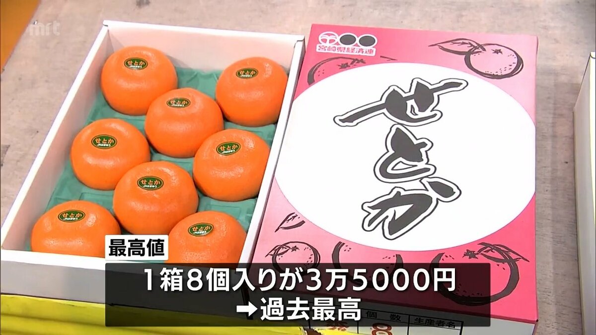 みかんの大トロ」せとかの初競り 1箱8玉入りが3万5000円の過去最高値