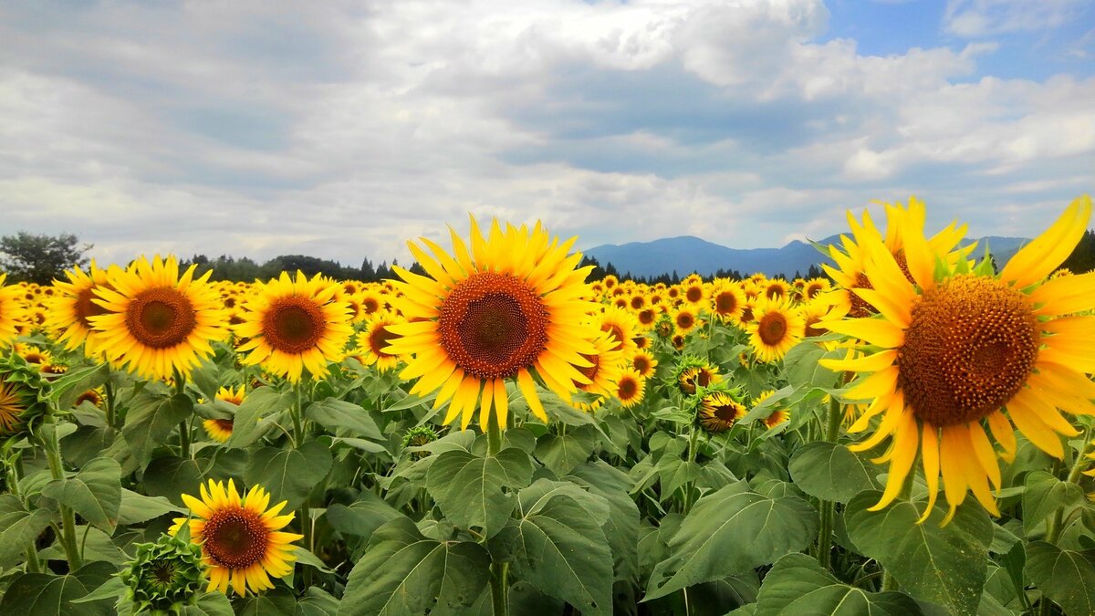 ひまわり 沖ノ原台地に広がる50万本の“ひまわりの海” 『津南ひまわり広場』が