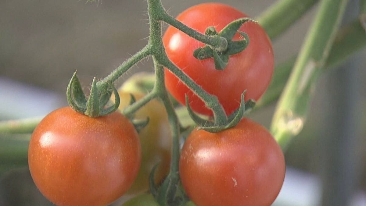 出汁と温泉で育てたミニトマト!? 特産品が集まる複合施設も! 愛知・渥美半島のオススメスポットとは