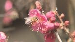 「もうすぐ春だ」早咲きのウメ、2週間早く見頃　いわき市の梅林寺　福島|TBS NEWS DIG