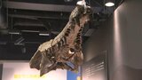 【四国水族館】来年の干支にちなみ「龍」と「ワニ」を紹介する展覧会 マチカネワニの頭骨化石レプリカも【香川】|TBS NEWS DIG