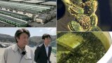 東日本大震災と2月の大船渡山林火災 二重被災した水産会社のアワビ養殖再建に向け奮闘 岩手|TBS NEWS DIG
