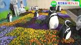 農業高校の生徒たちが育てた花を「池田動物園」内に飾り付け 約1800の花を幾何学模様に飾り付け 池田動物園開園70年を来月に控え|TBS NEWS DIG