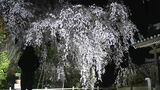 「すごい…感動した」千光寺の樹齢150年以上のシダレザクラが満開 ライトアップでは幻想的な姿に【岡山・津山市】|TBS NEWS DIG
