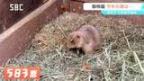 今年の「顔」はどの動物に?恒例の代表動物選挙 投票の結果は?須坂市動物園|TBS NEWS DIG