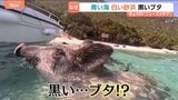 ギリシャの観光地　人気のワケは青い海に白い砂浜　そして…黒いブタ！|TBS NEWS DIG