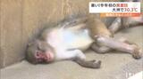 大洲で30.3℃の真夏日 ほとんどの地点で今年一番の暑さに動物たちもぐったり… 愛媛 | 愛媛のニュース - Nスタえひめ|あいテレビは6チャンネル