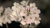 明かりに照らされ…300本が咲き誇る 国宝松本城で桜のライトアップ 長野・松本市|TBS NEWS DIG