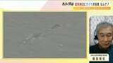 【解説】淀川の"迷いクジラ"専門家「エサはほぼない」が「体に油…１か月ほど食べなくても生きられる」過去には２週間留まり自力で帰ったクジラも|TBS NEWS DIG