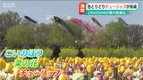 「春を彩る新潟県の花 チューリップ」各地で見ごろに|TBS NEWS DIG