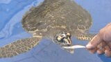 希少ウミガメ「タイマイ」網に絡まり発見・保護 当初は衰弱も…順調に回復中 大分・佐伯市 | 大分のニュース|OBS NEWS|大分放送