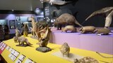 「カバは赤い汗をかくって知ってる?」飼育員が動物の意外な一面紹介「大哺乳類展」 | 福岡のニュース|RKB NEWS|RKB毎日放送